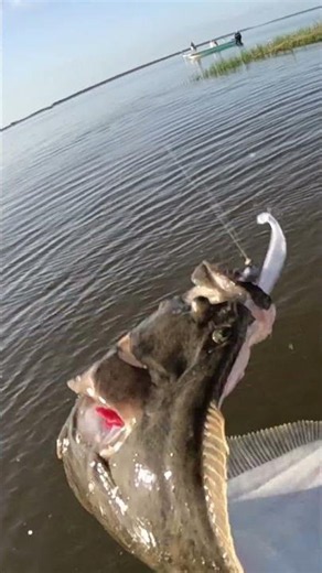 Flounder attacked this bait