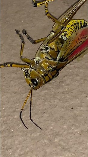 Eastern Lubber Grasshopper | Romalea microptera