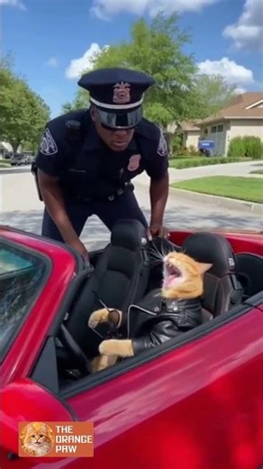 Angry Cat Refuses License & Speeds Away! 😂🐱🚓