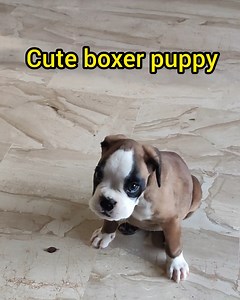 606K views · 36K reactions | Cute boxer puppy - the reality! 藍 | Bobby from the bin | Facebook