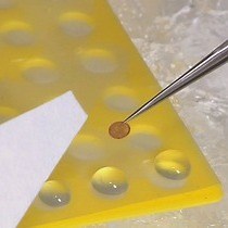 Video: Optimized Negative Staining: a High-throughput Protocol for Examining Small and Asymmetric Protein Structure by Electron Microscopy