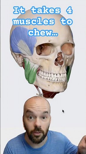 Muscles of Mastication