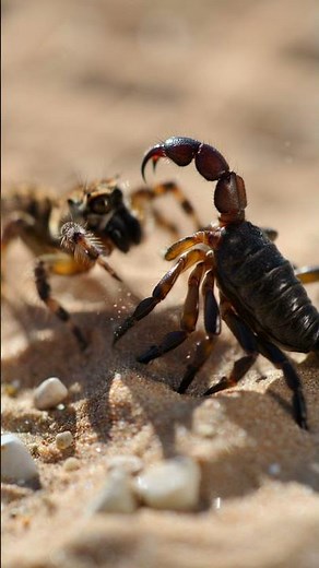 Wolf Spider vs Desert Scorpion | Macro Combat with Real Sound Effects