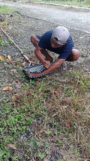 Aggressive sugar glider point #animals #reels | Rebo Explore