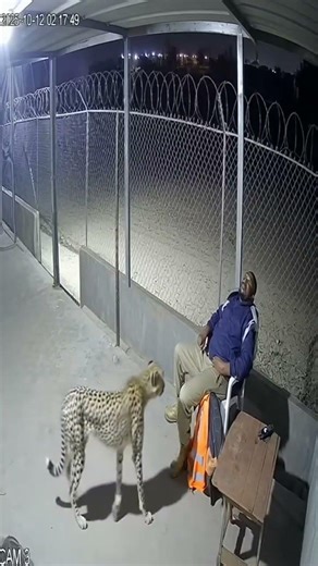 Fun with animals ( Vadivel Version)