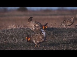 Prairie chickens vanishing from Illinois grasslands
