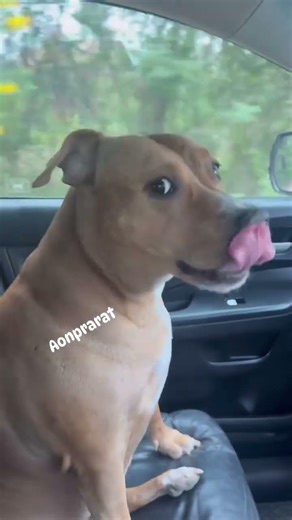 Why did you call me again, Grandma? 555 #doglover #cutedog #dogowner #Reelsclips #reelsfb #petlover