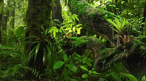 Rain Forest Big Tree Stock Footage Video (100% Royalty-free) 3464712527 | Shutterstock