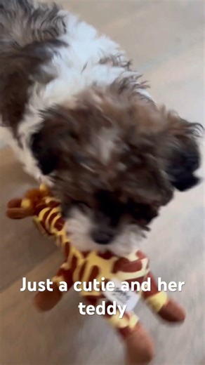 Cavapoochon cuteness