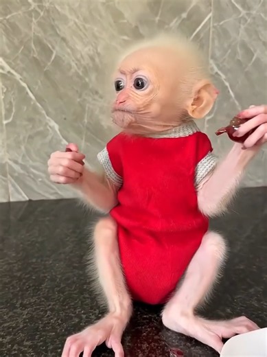 Little memory: funny baby monkey moments