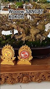 Woow, SANGAT KOKOH SANG JAWARA BEST TEN@mahkotabonsai#shorts#bonsai#inspirasi