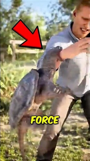 Top 5 Terrifying Snapping Turtle Facts That Feel Illegal To Know 🐢😳