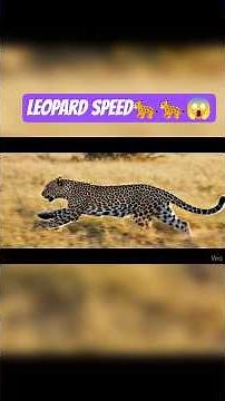 Leopard Running at Full Speed #wildlife #nature #animals #shortsfeed #shortsfeed #shorts #short