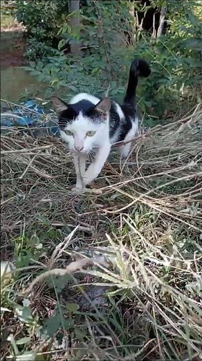 Easy Kitten Drawing Step by Step 🐾