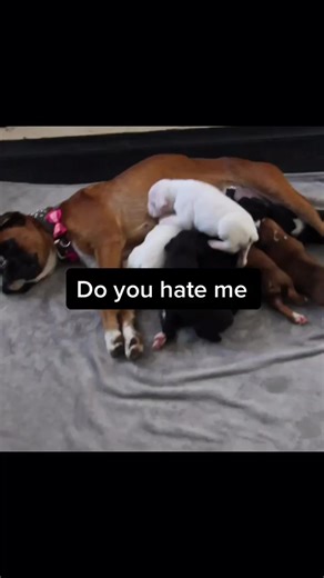 Boxer puppies (@boxer_dogs_)’s videos with Someone You Loved - Lewis Capaldi