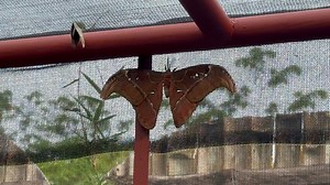 63K views · 2.2K reactions | Bohol Tour | Master Chok Bot TV | Facebook