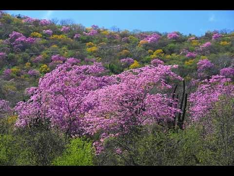 14-02-2026: Las Parritas - Campo San Juan