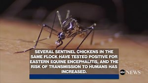 Deadly mosquito-borne virus that causes brain swelling detected in Florida