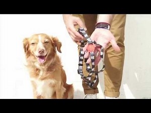 HOW TO PUT ON A STEP IN DOG HARNESS