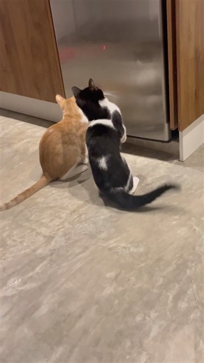 Cats vs laser pointer #cat #kitten