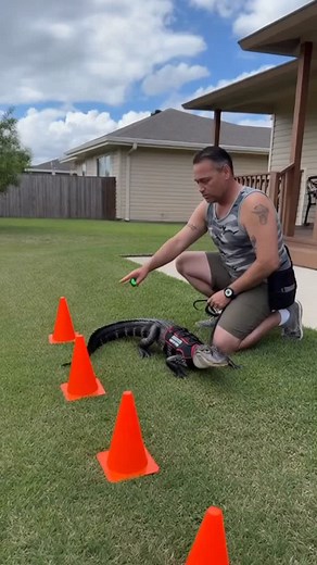 Training Gators 🐊😎🤪 #tyrus #reels #actor #alligator #wildlife #crazy #viral #fetch #pet #train #teacher | Tyrus Craig