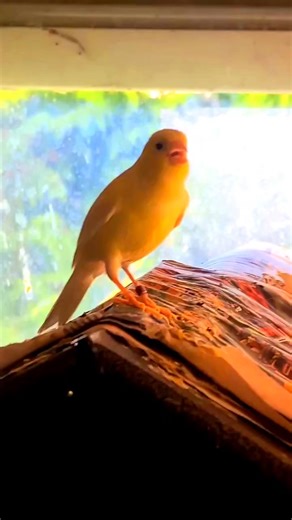 Timbrado canary bird Song 🎶 . . . . . . . . #fbreelsfypシ゚viralfbreelsfypシ゚viral #fbreelsfypシ゚viralfbreelsfypシ゚viral2025viral #viral #reelsviralシ #fbreelsfypシ゚ #fbreelsfyp #fbreel #reelfb #featheredfriends #birdphotography #birdwatching #canary | Canary Birds Universe