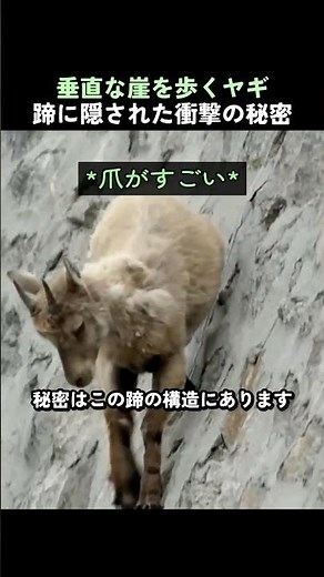 垂直な崖を歩くヤギ 蹄に隠された衝撃の秘密 #ヤギ #動物