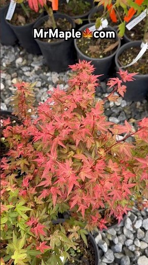 Acer palmatum 'Otaha' Dwarf Pink Japanese Maple! Shop MrMaple.com for great Trees! #japanesemaple