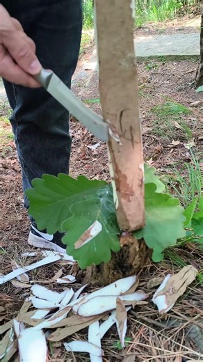 Smooth Bark Stripping: Traditional Woodworking Skills #shorts#greenfielddstv #farmlife