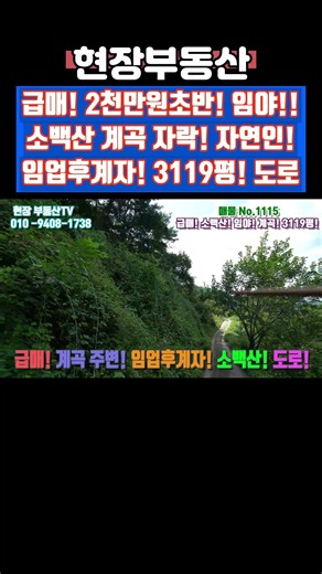 급매 2천만원초반 임야 매매 3119평 #급매 #임야 #소백산 #임업후계자 #어의곡리