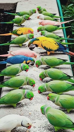 sr parrot birds _ natural colorful parrot Talking sound