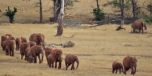 La paura per le api salverà gli elefanti