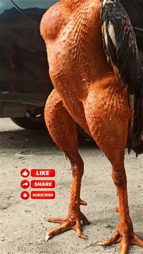 the mystery of the rooster behind the old hut #forest #survival #animals#ayamjago#wildlife