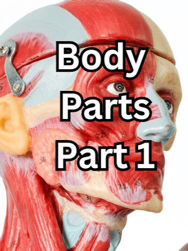 👀👂👃👄 Learn the parts of the face in English! In this short lesson, we practice words like eyes, ears, nose, mouth, lips, and teeth while also learning what we do with them—see, hear, smell, speak, eat, and more. Perfect for beginner English learners! ¡Aprende las partes de la cara en inglés! En esta breve lección, practicamos palabras como ojos, oídos, nariz, boca, labios y dientes, y también aprendemos lo que hacemos con ellos: ver, oír, oler, hablar, comer y más. ¡Perfecto para estudiantes