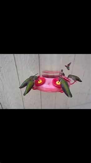 #hummingbirdsofcalifornia #hummingbirds | HV Hummingbird Alley