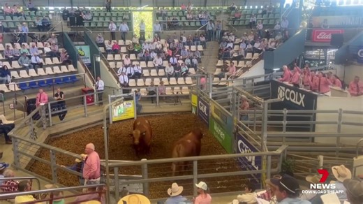 Record prices and spirited bidding highlighted day 2 of the 2025 Droughtmaster National Bull Sale in Gracemere. More than 450 bulls went under the hammer, drawing buyers from across the country. Download the 7NEWS app: 7news.link/7newsapp 7NEWS at 6pm. #7NEWS | 7NEWS Central Queensland