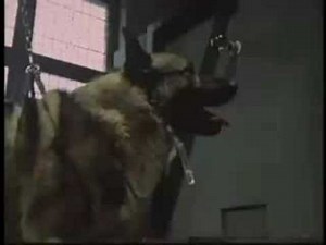 Condicionamiento Clásico traducido al español