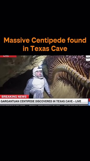 6.8K views · 467 reactions | WE CAN’T BELIEVE OUR EYES! An...