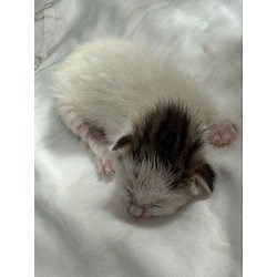 Doral, FL - Domestic Shorthair. Meet MEEP a Pet for Adoption - AdoptaPet.com