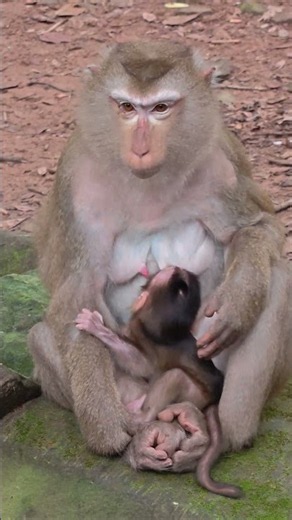 😍 The Smartest Monkey You'll Watch Today! ❤️