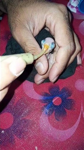 Indian Ringneck Baby Hand Feeding 🐦❤️ | Cute Parrot Feeding Time #Shorts