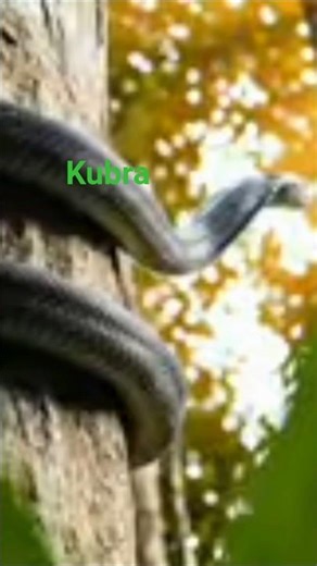 King Cobra Attacks Mouse, Snake, Bird & Honey Bee | Real Wildlife Hunt