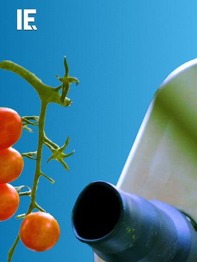 The GR-100, an autonomous tomato harvesting robot, uses AI and four stereo cameras to detect, harvest, and predict ripening, revolutionizing greenhouse farming with 246 kg capacity. 📸: Youtube/ @fourgrowers