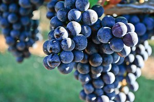 What, Exactly, Is Sustainability?