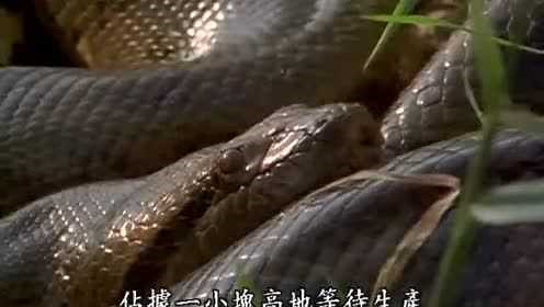 大蟒蛇，森蚺奇境，近距离拍摄蟒蛇