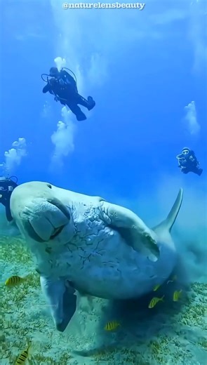 Steller Sea Cow: The Animal Humans Hunted to Extinction! #shorts