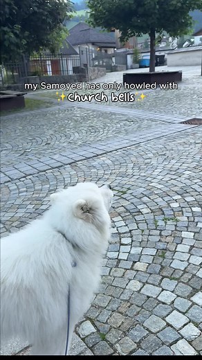 Samoyed Howls: A Delightful Dog Performance