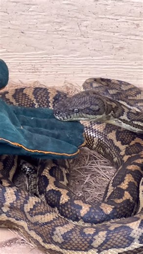 Sunshine Coast Snake Catchers 24/7 | Another super educational video from the snake whisperer himself! 🐍 This beautiful coastal Carpet Python was relocated from a home that... | Instagram