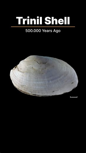 The Oldest Engraving in Human History - TRINIL SHELL #history #ancientrelics #science