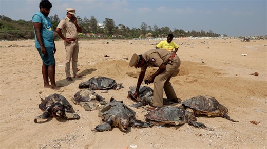 Why Olive Ridley turtle deaths on Chennai coast have raised alarm